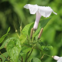 Ipomoea carnea Jacq.